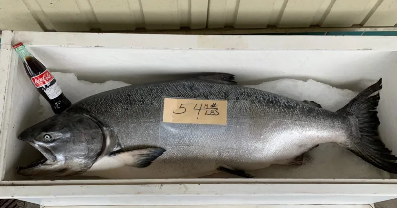 Southeast Alaska back to average harvest goal for king salmon after 2025 low