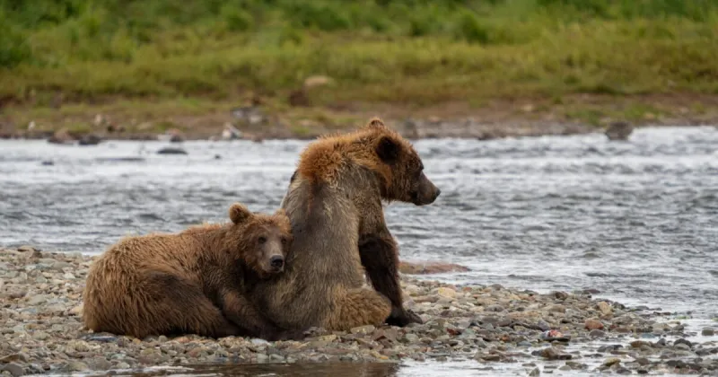 Critics of Alaska bear-culling program seek court order to block its resumption