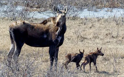 Upper Lynn Canal collared moose get a tech upgrade