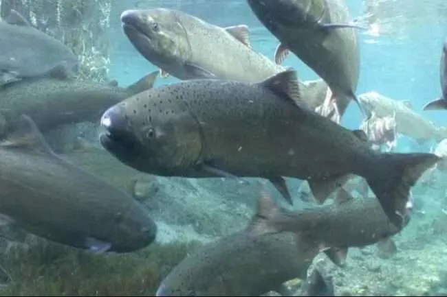 ADF&G Announces 2026 Southeast Alaska Chinook Salmon All-Gear Catch Limit