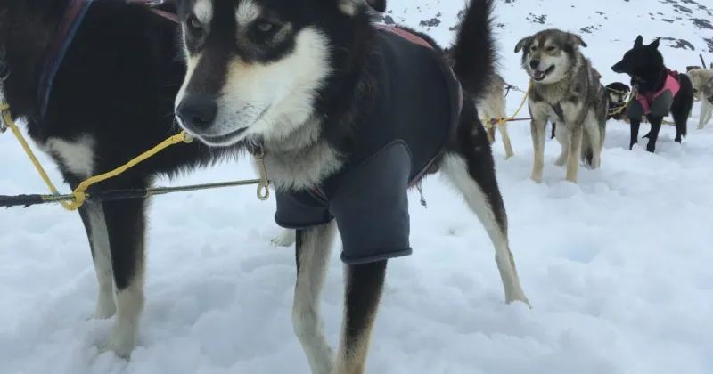 Alaska musher sues U.S. Citizenship and Immigration Services over immigration case