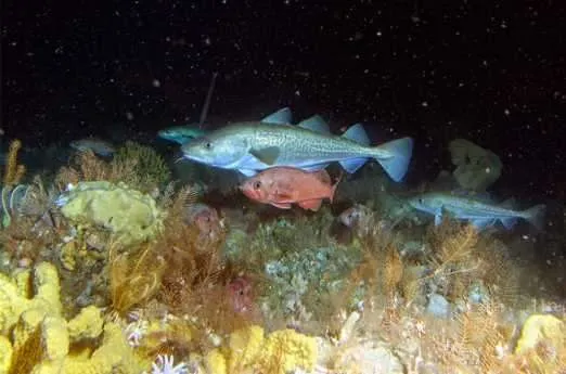Genetics Shines New Light on Cod Populations and Distributions in Alaska