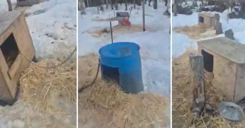 25 dead sled dogs found at Mat-Su kennel after months of complaints to borough