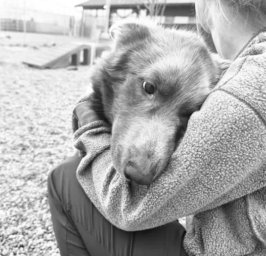 Willow Woman Arrested on 26 Counts of Animal Cruelty