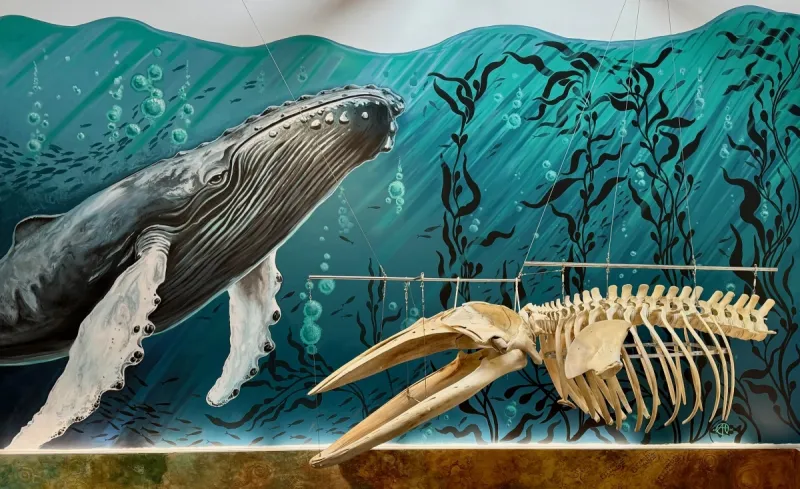 Sitka Whale Rearticulation Project showcases completed whale skeleton and mural