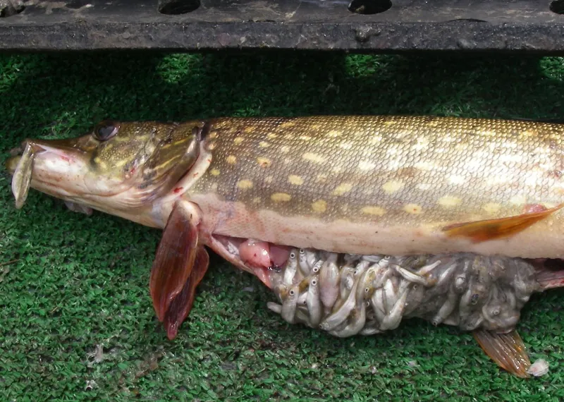 Higher temperatures spur Alaska's invasive pike to eat more, a bad sign for salmon