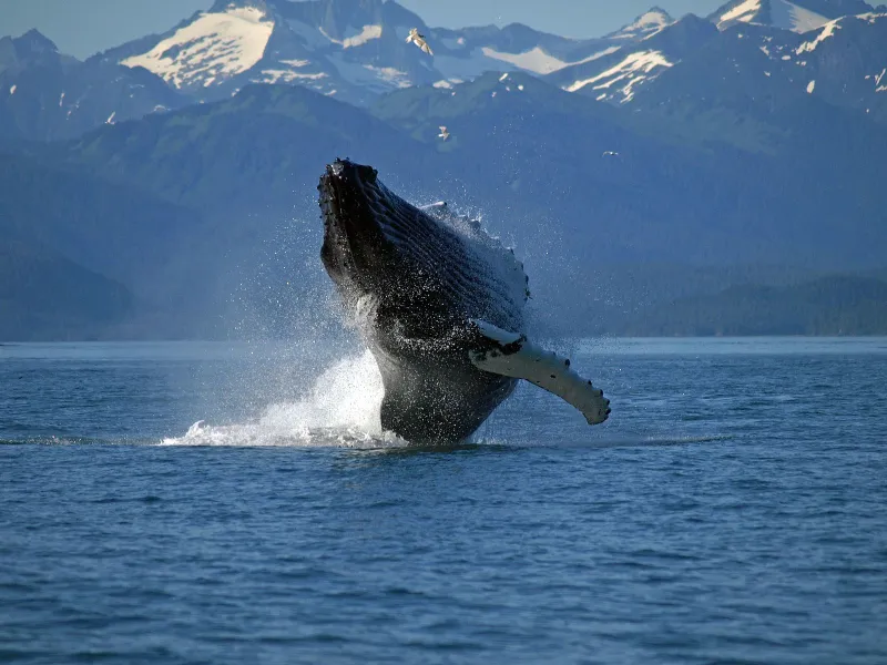 Spring Migration in the Upper Lynn Canal