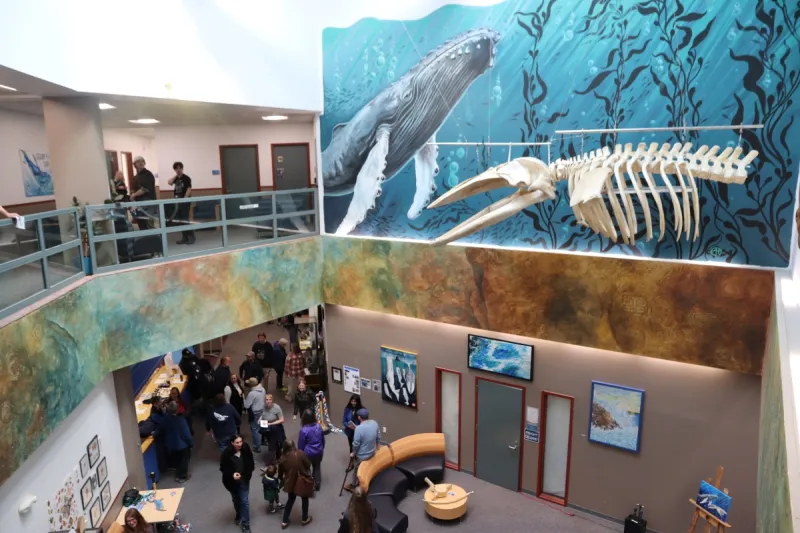 It's no fluke! Baby humpback whale skeleton makes waves in Sitka