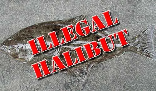 Southeast commercial fisherman sentenced in illegal halibut fishing conspiracy