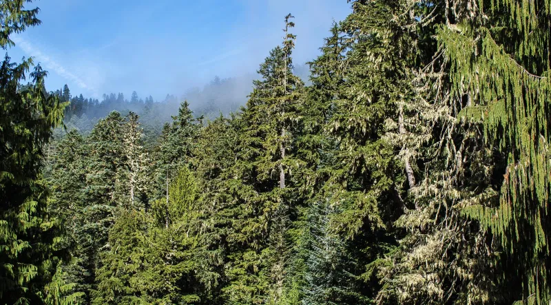 Kodiak fisherman will plead guilty to stealing trees from Alaska's Tongass National Forest