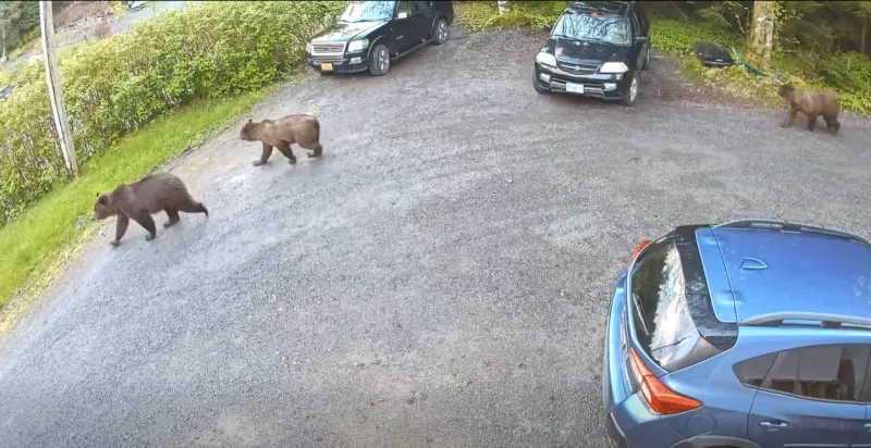 Bears shot after eating livestock, destroying property in Sitka