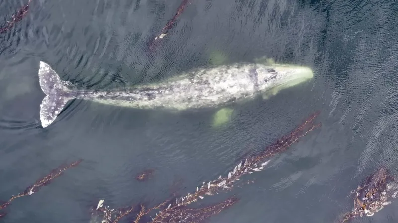 'What we're seeing is adaptation': scientists study influx of gray whales into Sitka Sound during herring spawn