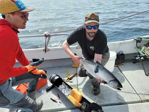 Salmon tagging data could help trawlers reduce bycatch