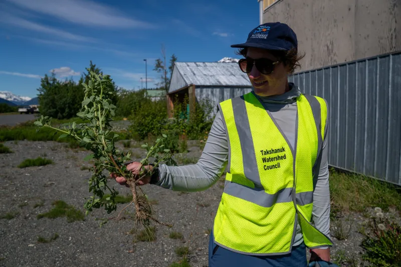 Eradicating invasive plants in the Chilkat Valley