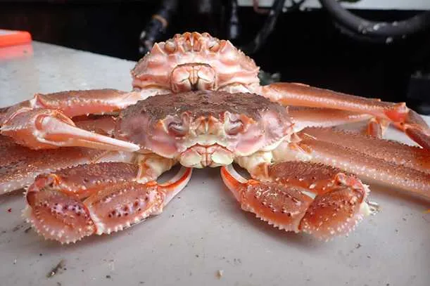 Council Action on GOA Tanner Crab Protection Measures