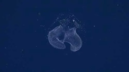 Deep-sea expedition uncovers dozens of new species