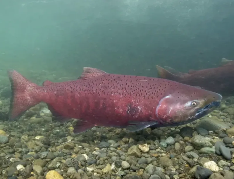 Chinook fishery to open with new restrictions