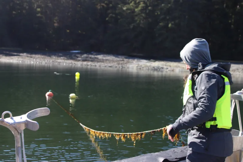 In the market for mariculture? Nonprofit looks to lift up local farms