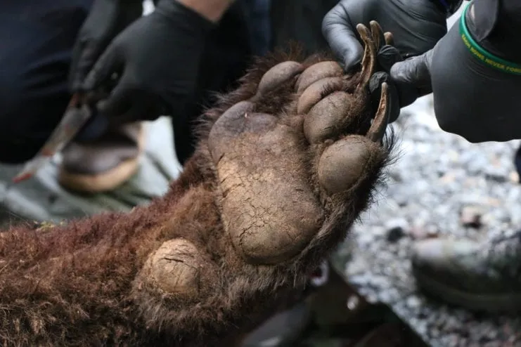 As bear season kicks off in Sitka, ADF&G biologist lays out management protocol
