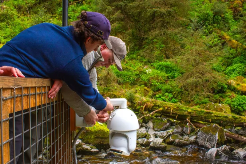 Wrangell students help bring Anan bear cams online for third summer