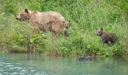 Haines to get bear education position, funded by ADFG