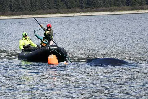 Humpback Whale Successfully Freed from Entanglement in Endicott Arm