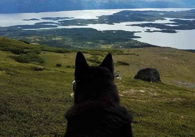 AFN and Alaska Native Rural Veterinary, Inc. Announce Launch of Rural Veterinary Public Health Program Serving 80 Tribal Communities Across Rural Alaska