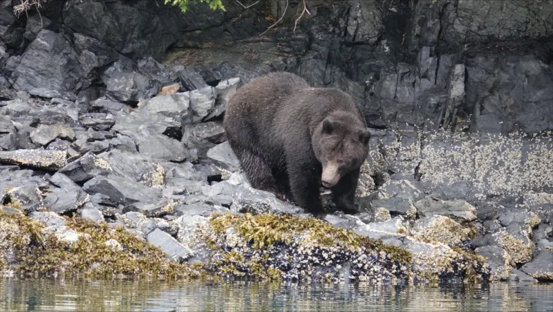 ADF&G wildlife management biologist's safety tips for bear season