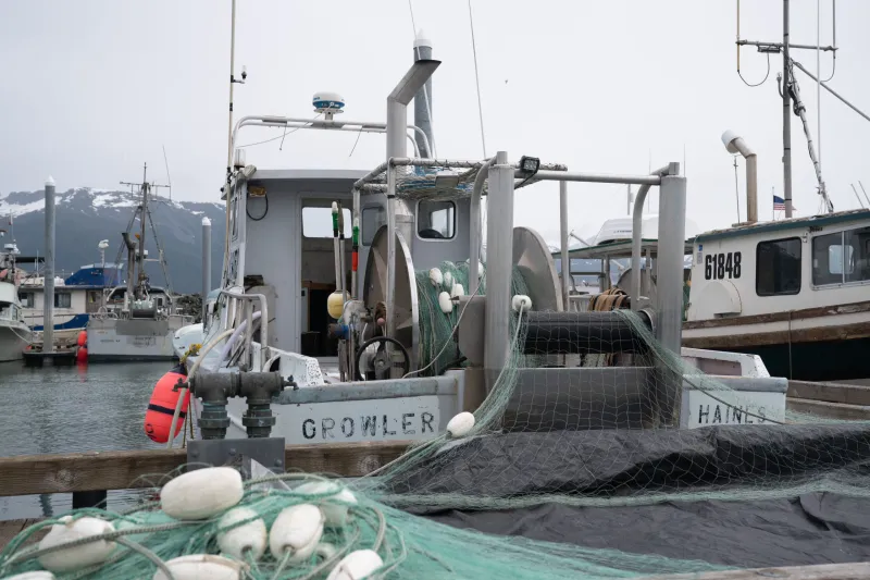 Gillnetters see plentiful fish and high prices