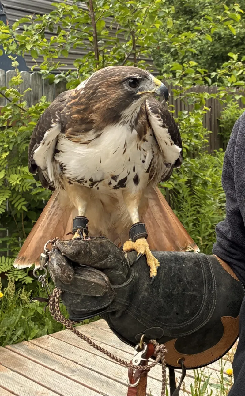 Ravens, crows complicate recovery of hawk that escaped handler