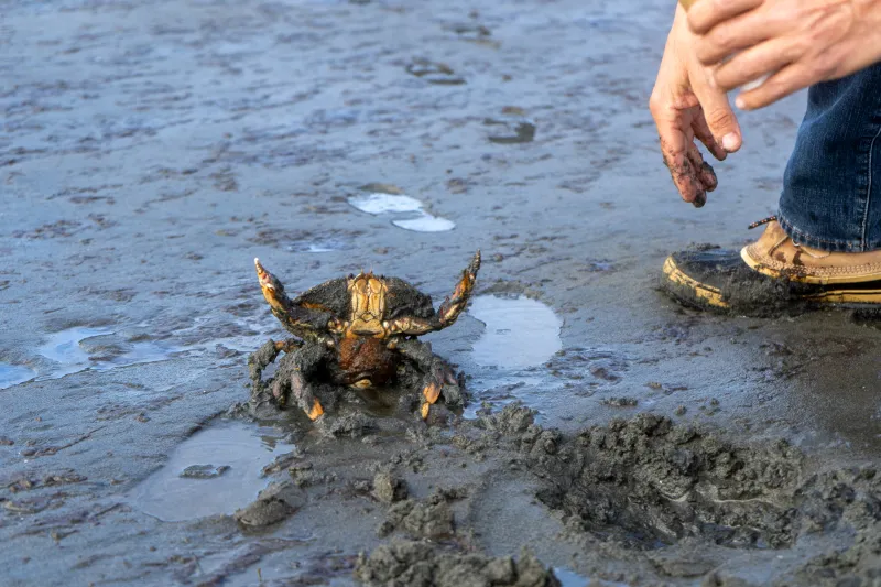 State closes summer Dungeness fishery early amid weak harvest