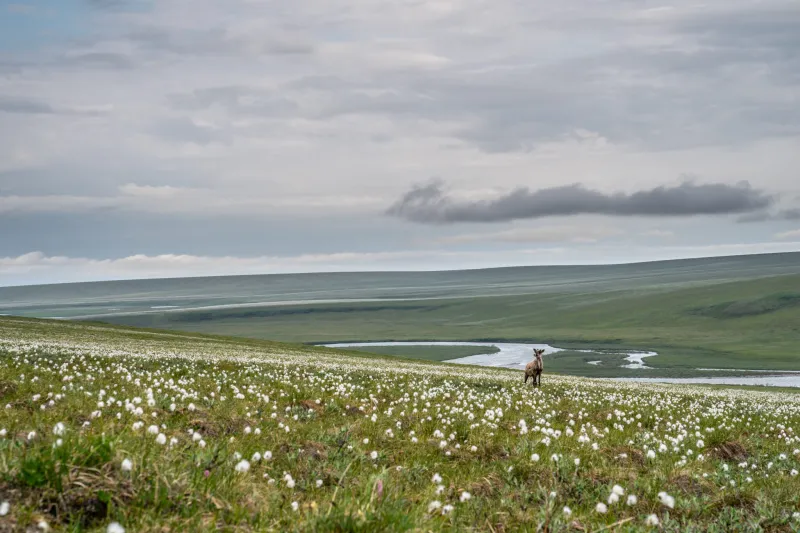 Under new agreement, federal government limits obstacles to oil leasing in Alaska's Arctic refuge