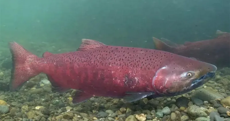 Bering Sea heat wave cited as trigger for nosedive in Yukon River Chinook salmon
