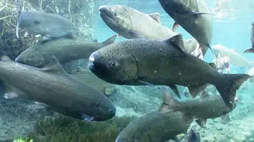 Shedding New Light on Yukon River Chinook Salmon Declines