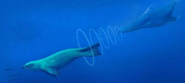 New research reveals seals filter sound through blood-filled tissue to hear underwater