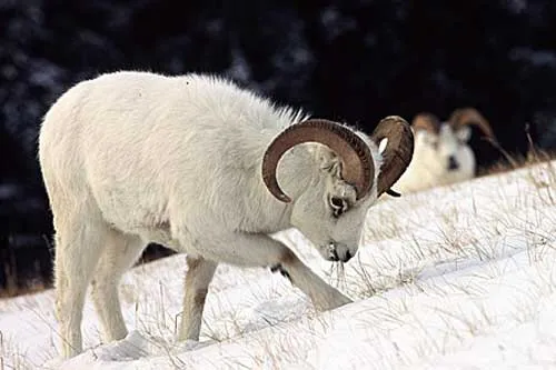 Illegal Cross-Border Sheep Harvest Leads to Convictions in United States and Canada