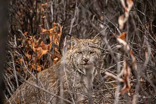 Lynx life near the Haul Road