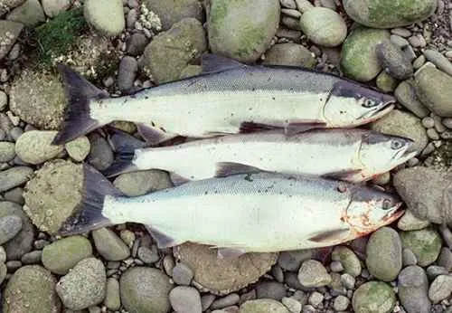 Sockeye salmon-Alutiiq Word of the Week