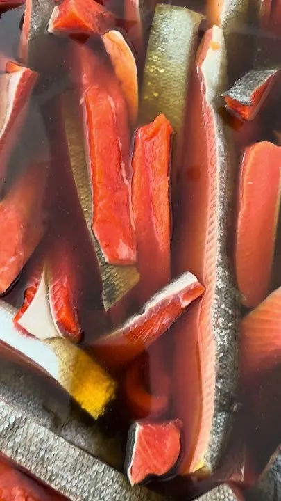 Best Alaska Salmon Brine! #alaska #fishing #canning #smokedfish (Video)