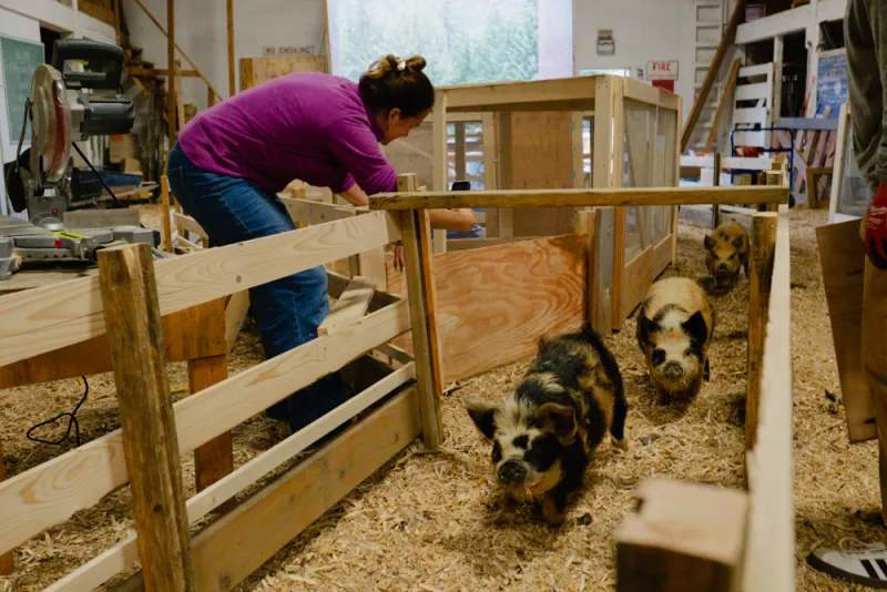 Racing pigs are back at this year's fair
