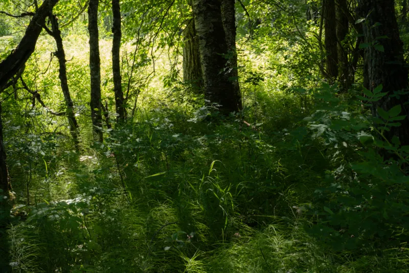 Philpott Eagle Preserve garden headed to appeal