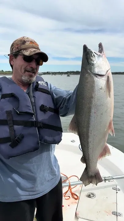 MONSTER sized Salmon- Kenai River  #alaska #fishing #smokedsalmon  (Video)