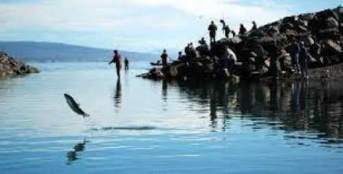 Youth-Only Coho Salmon Fishery at the Nick Dudiak Fishing Lagoon on the Homer Spit