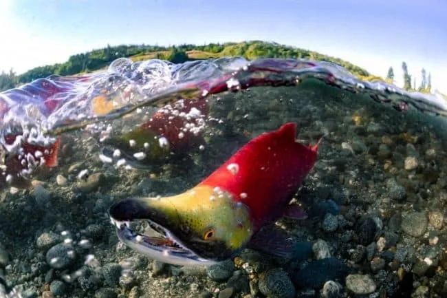 Fish Creek Sport Fishery Opens August 3 with Increased Sockeye Salmon Limits