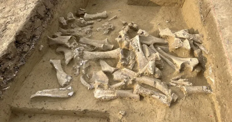 DNA shows ancient humans killed more female mammoths