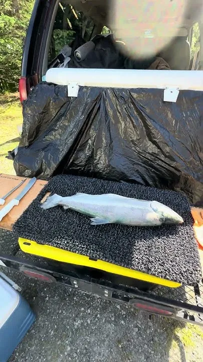 Processing Alaska Sockeye Salmon #alaska #fishing #smokedsalmon  (Video)