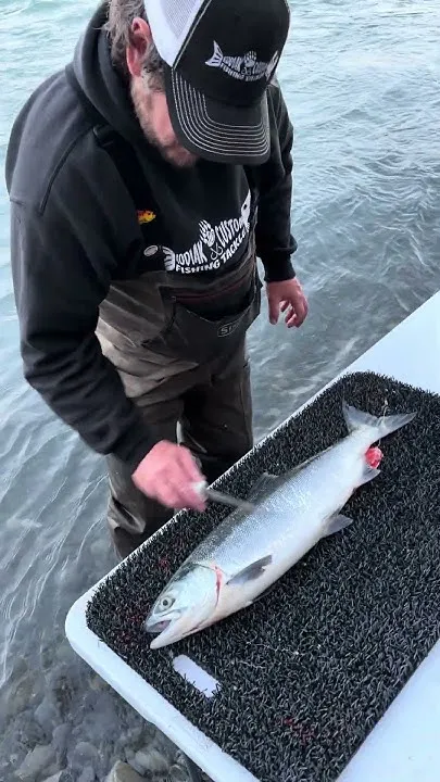 There's No "Best" Way to Fillet a Salmon... Or Is There?  (Video)