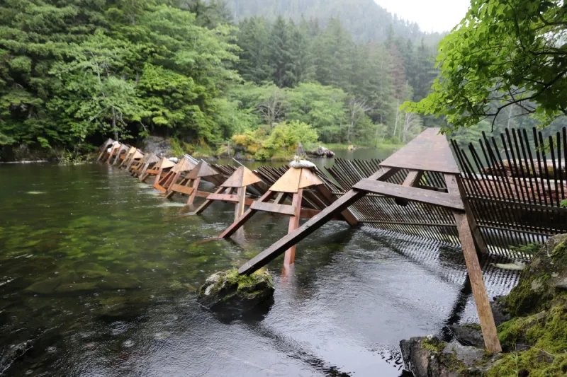 'There's no funding for the weir right now': Sitka Tribe of Alaska introduces AI monitoring at Redoubt