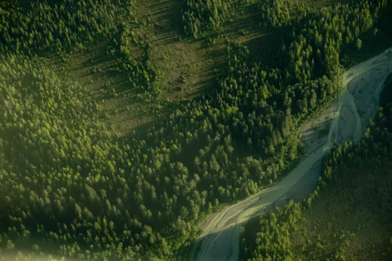 State Forest carbon offsets "on pause"
