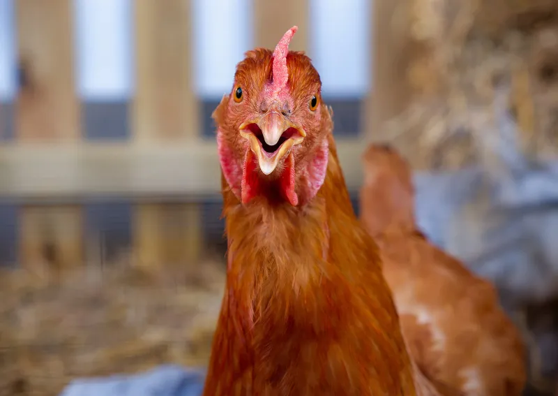 Eating well in the Chilkat Valley: Chickens, the gateway animal